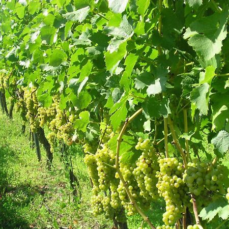 Gaestehof - Weinbau Saeger Nordheim am Main Buitenkant foto