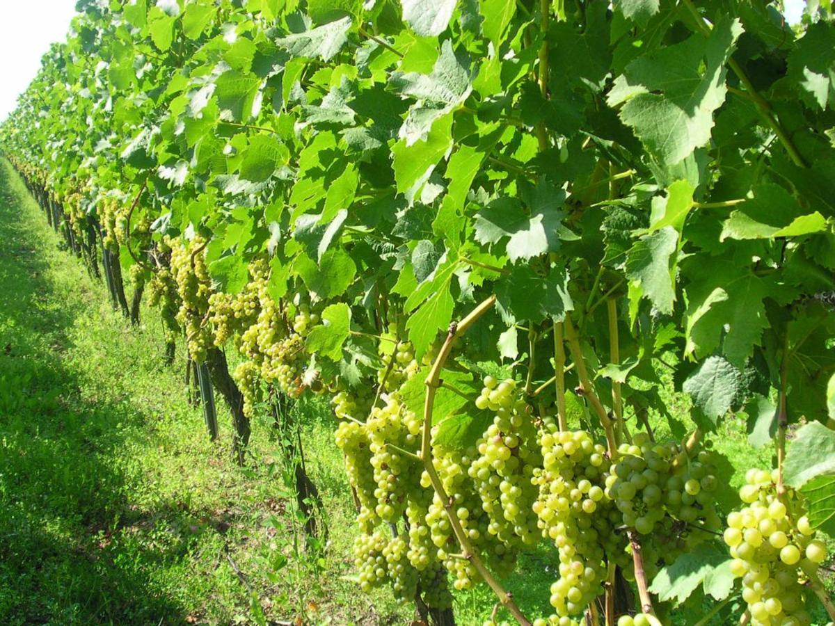 Gaestehof - Weinbau Saeger Nordheim am Main Buitenkant foto